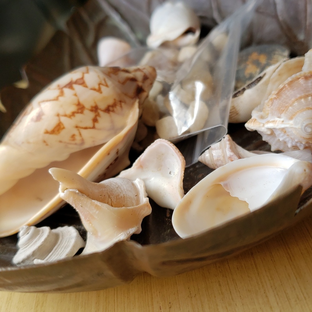 Leaf Tray And Natural Shells - Picture 4 of 4